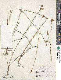 Juncus brachycarpus image