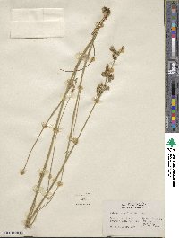 Juncus brachycarpus image