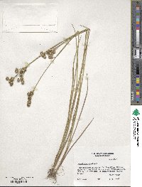 Juncus brachycarpus image