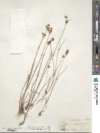 Juncus brachycarpus image