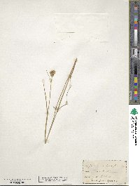 Juncus brachycarpus image