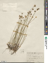 Juncus brachycarpus image