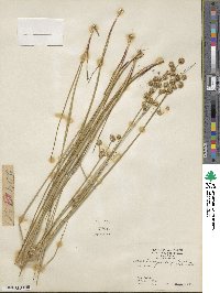 Juncus brachycarpus image