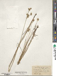 Juncus brachycarpus image