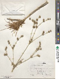 Juncus brachycarpus image