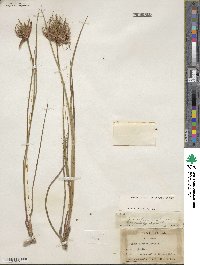 Juncus brachycarpus image