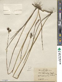 Juncus brachycarpus image