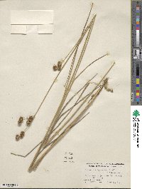 Juncus brachycarpus image