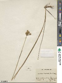 Juncus brachycarpus image