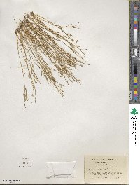 Juncus bufonius image