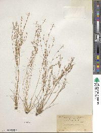 Juncus bufonius image