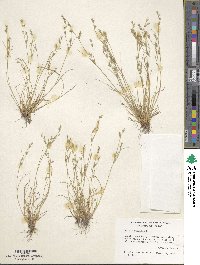 Juncus bufonius image