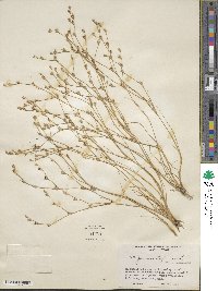 Juncus bufonius image