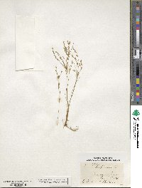 Juncus bufonius image