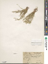 Juncus bufonius image