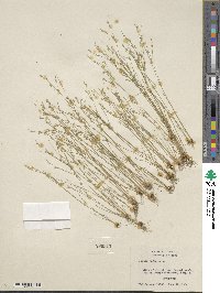 Juncus bufonius image