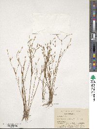 Juncus bufonius image