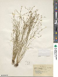 Juncus bufonius image