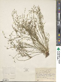 Juncus bufonius image