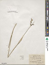 Image of Juncus caesariensis