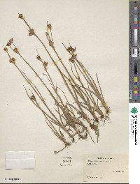 Juncus castaneus image