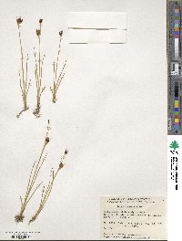 Juncus castaneus image