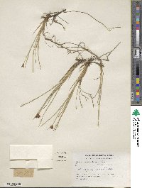 Juncus castaneus image