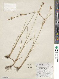 Juncus castaneus image