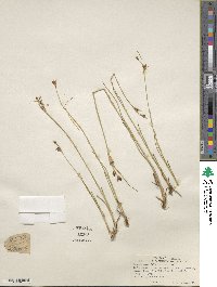 Juncus castaneus image