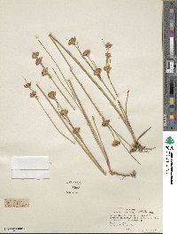 Juncus castaneus image