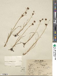 Juncus castaneus image