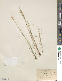 Juncus castaneus image