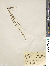 Juncus castaneus image