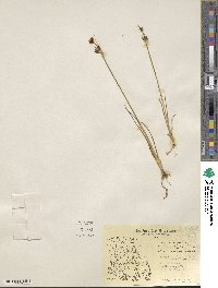 Juncus castaneus image