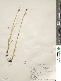 Juncus castaneus image