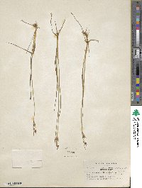 Juncus castaneus image