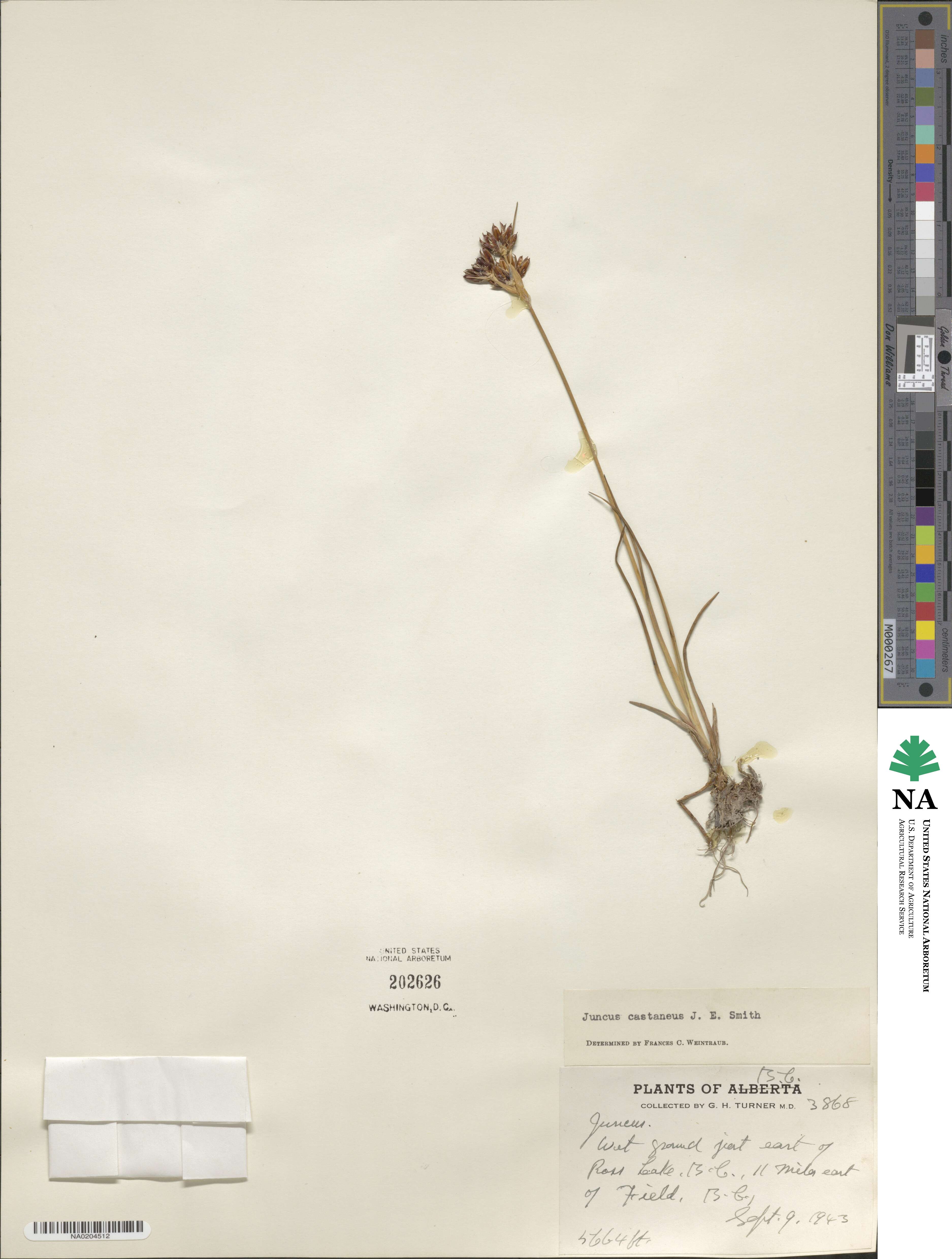 Juncus castaneus image