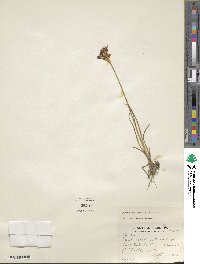 Juncus castaneus image