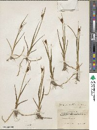 Juncus castaneus image