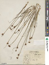 Juncus castaneus image