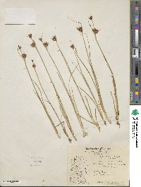 Juncus castaneus image