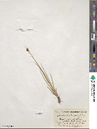 Juncus castaneus image