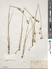 Juncus castaneus image