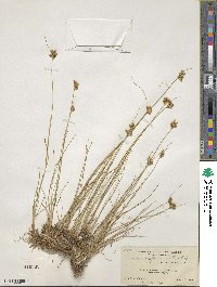 Juncus confusus image