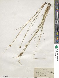 Juncus confusus image