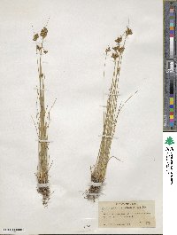 Juncus confusus image