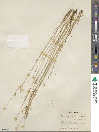 Juncus confusus image