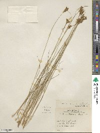 Juncus confusus image