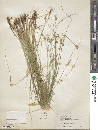 Juncus confusus image