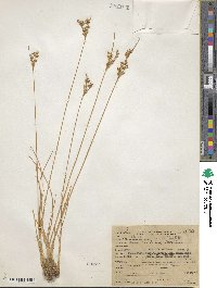 Juncus confusus image